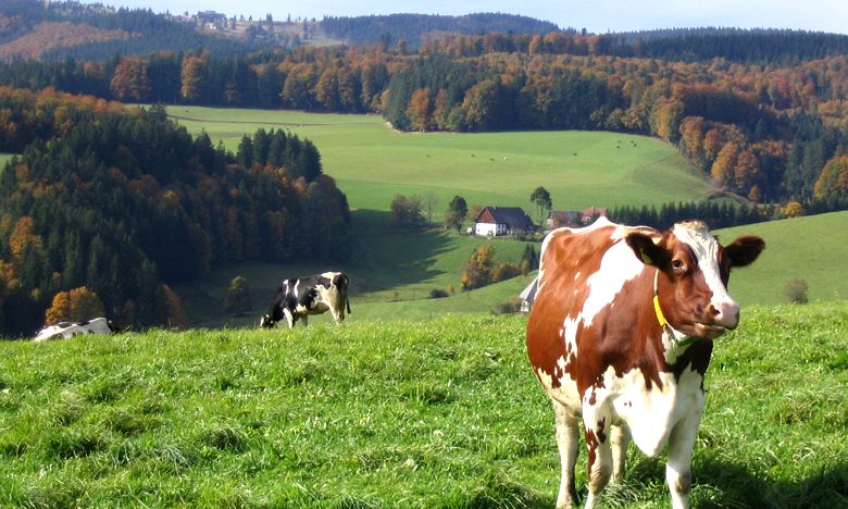 Urlaub auf dem Baschijrgenhof